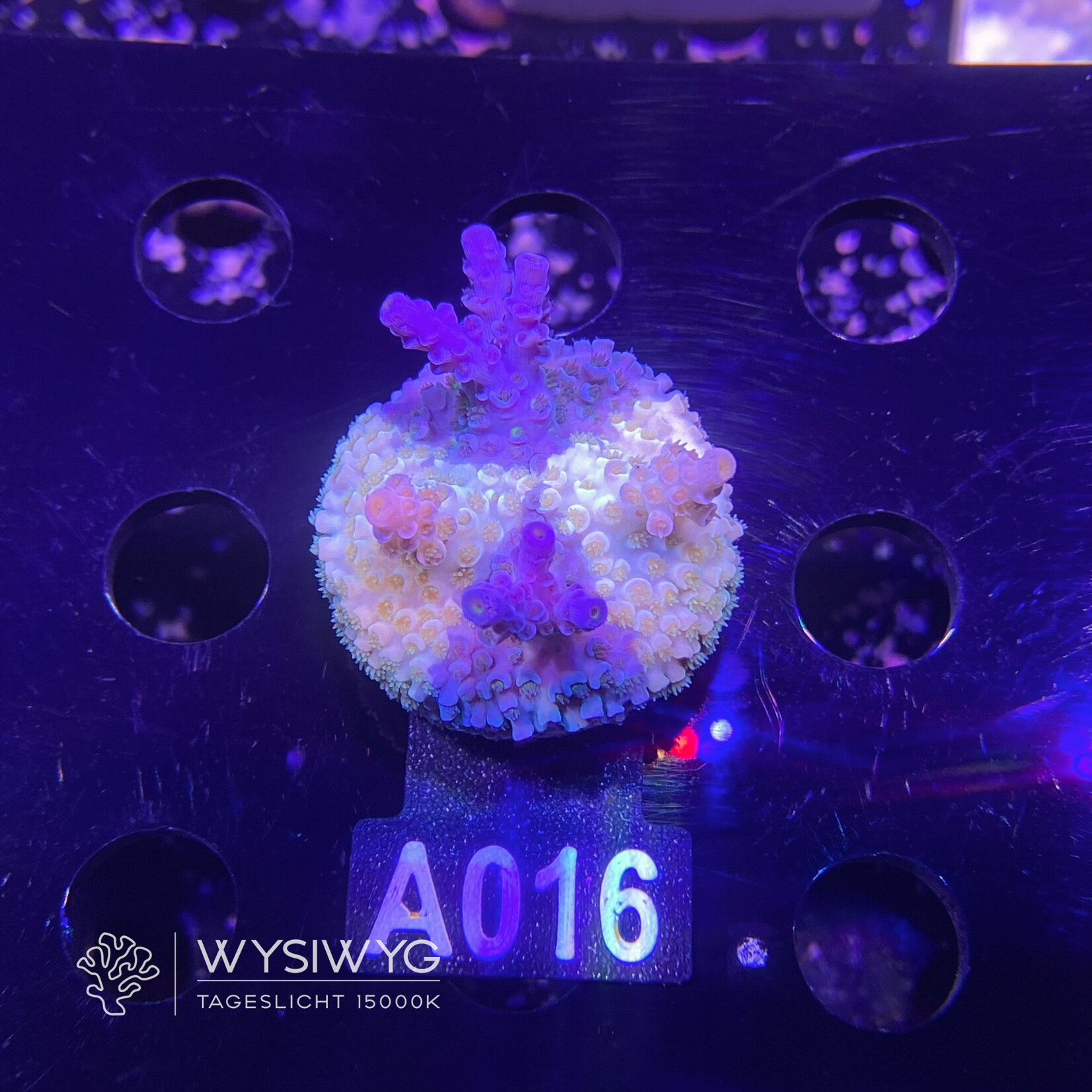 SciReef Acropora Kenti - CHimera Twin - Grade 2 - A016 (WYSIWYG)