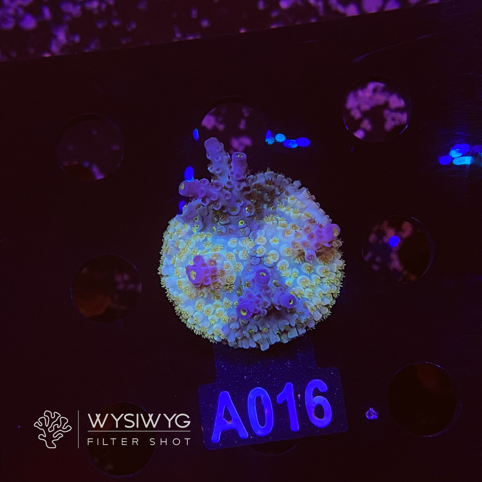 SciReef Acropora Kenti - CHimera Twin - Grade 2 - A016 (WYSIWYG)