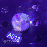 SciReef Acropora Kenti - CHimera Twin - Grade 2 - A018 (WYSIWYG)