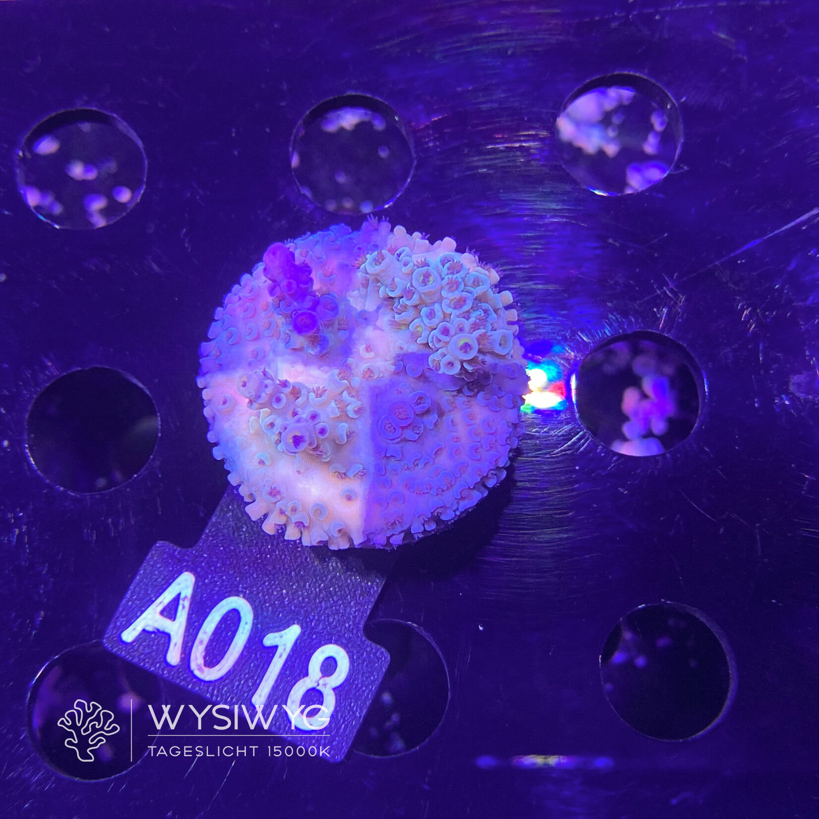 SciReef Acropora Kenti - CHimera Twin - Grade 2 - A018 (WYSIWYG)