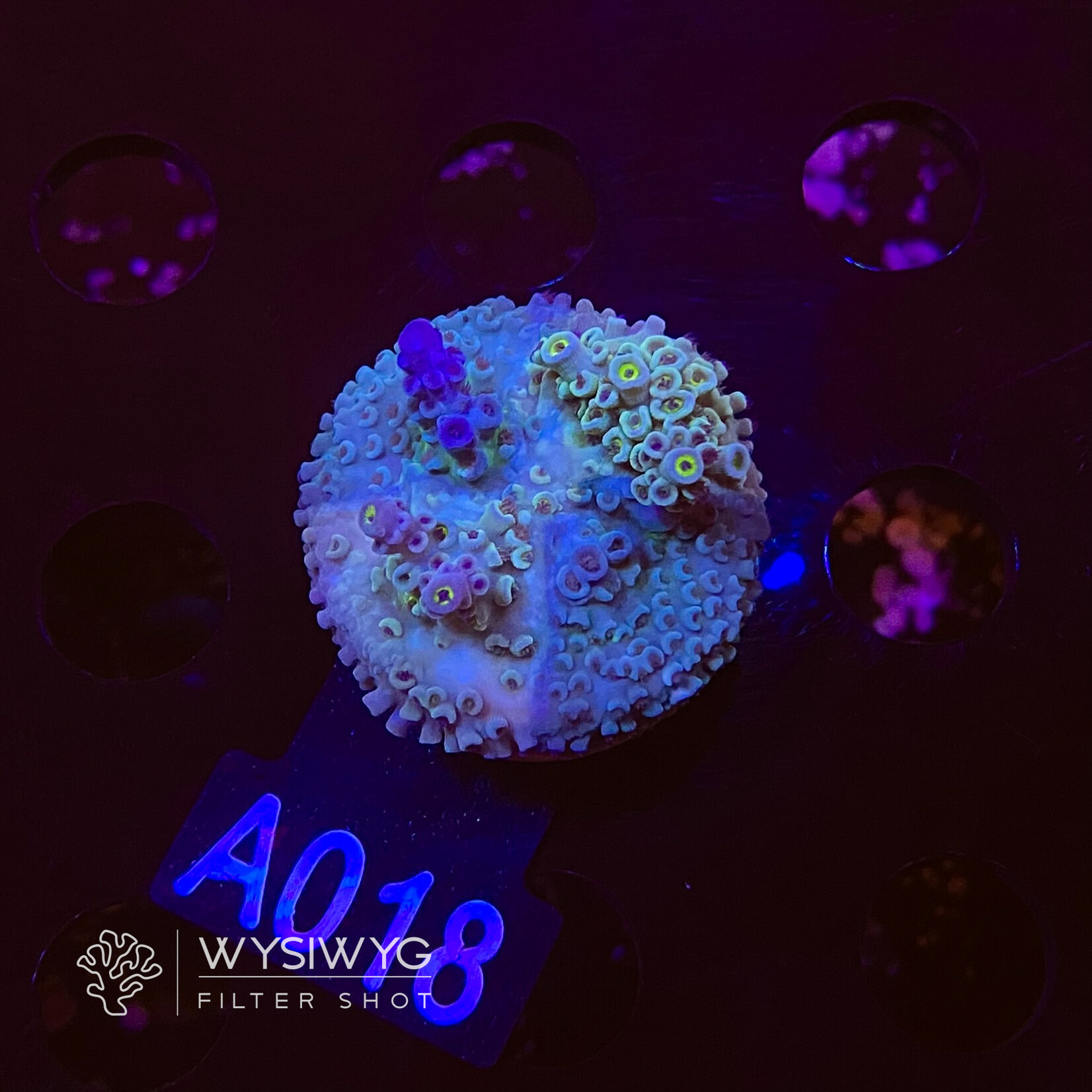 SciReef Acropora Kenti - CHimera Twin - Grade 2 - A018 (WYSIWYG)