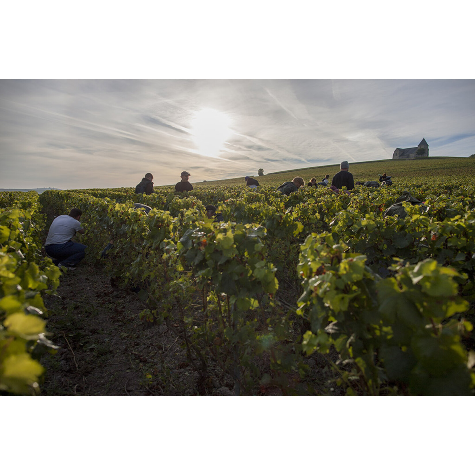 JM Séleque, Champagne, Quintette Chardonnay, Frankrijk (bio)