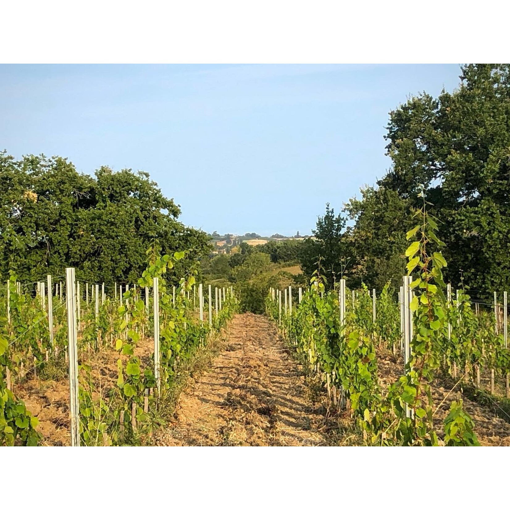 Domaine Julien Auroux,  Bergerac Blanc, Frankrijk (bio)