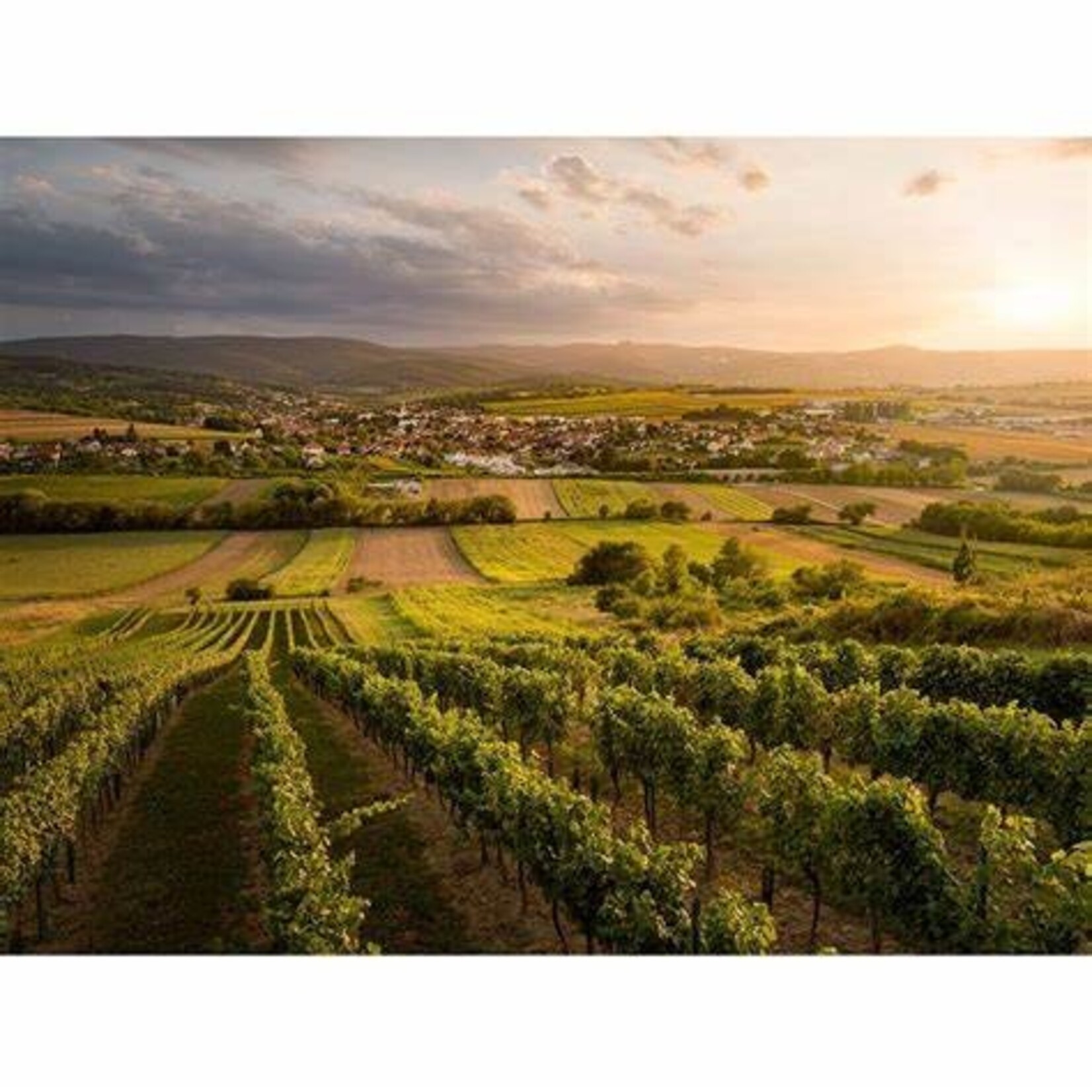 Migsich Weingut Migsich, Burgenland, Oostenrijk, Chardonnay