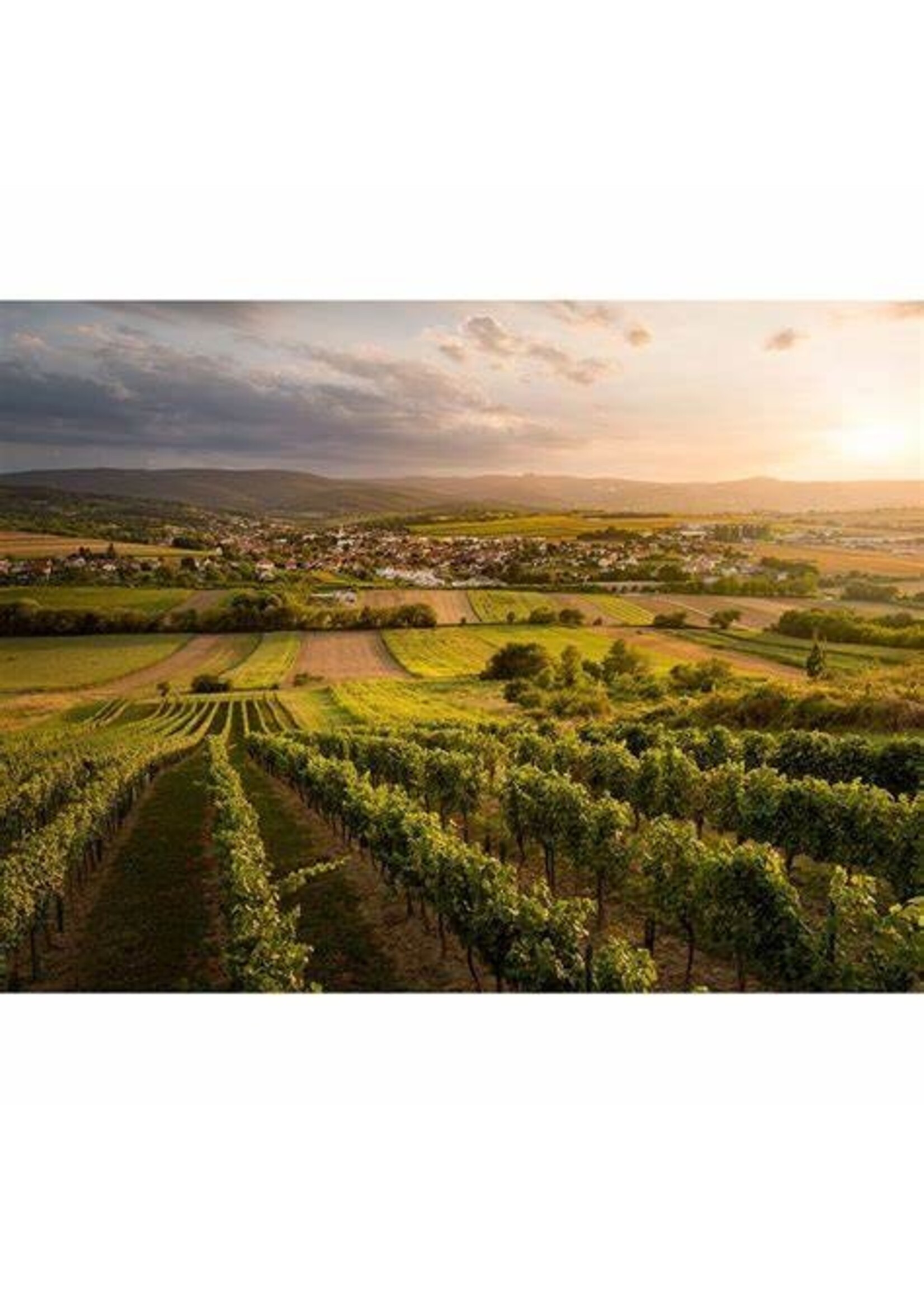 Chardonnay, Weingut Migsich, Burgenland