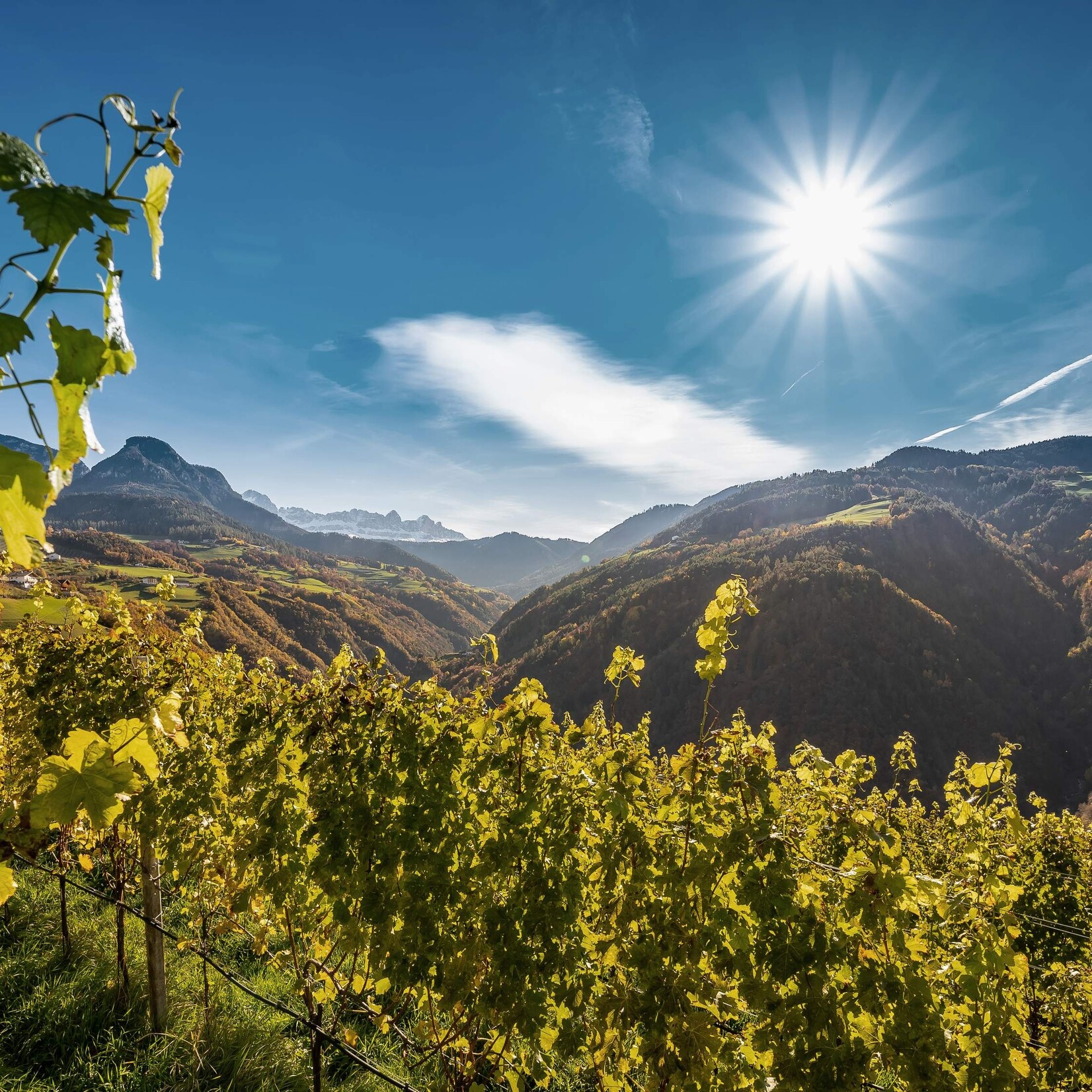 Erste+Neue Müller Thurgau, Erste+Neue, Südtirol