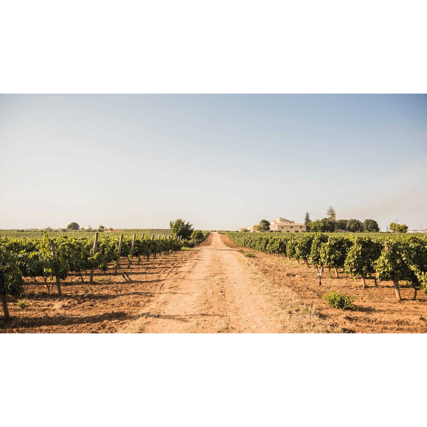 Santa Tresa, Sicilië (bio), Viognier/Grillo