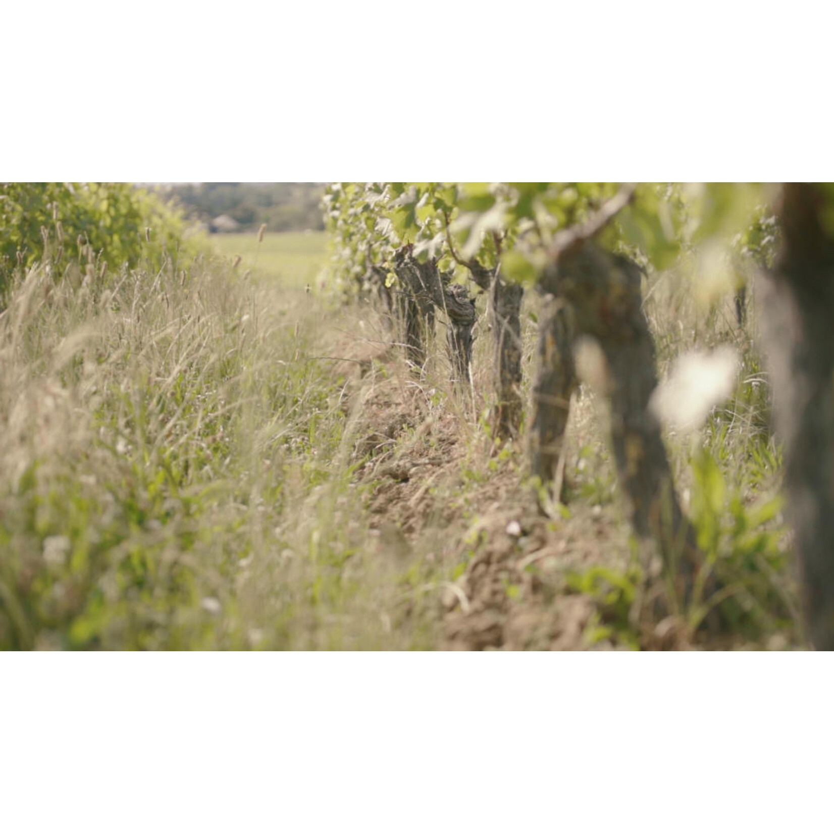 Dom. de la Reniere, les Caves-Blanches, Loire (bio)