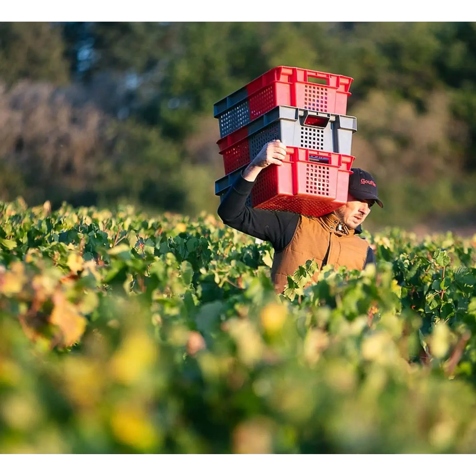 Dom. Gouffier, Aligote,  Bourgogne, Frankrijk (bio)