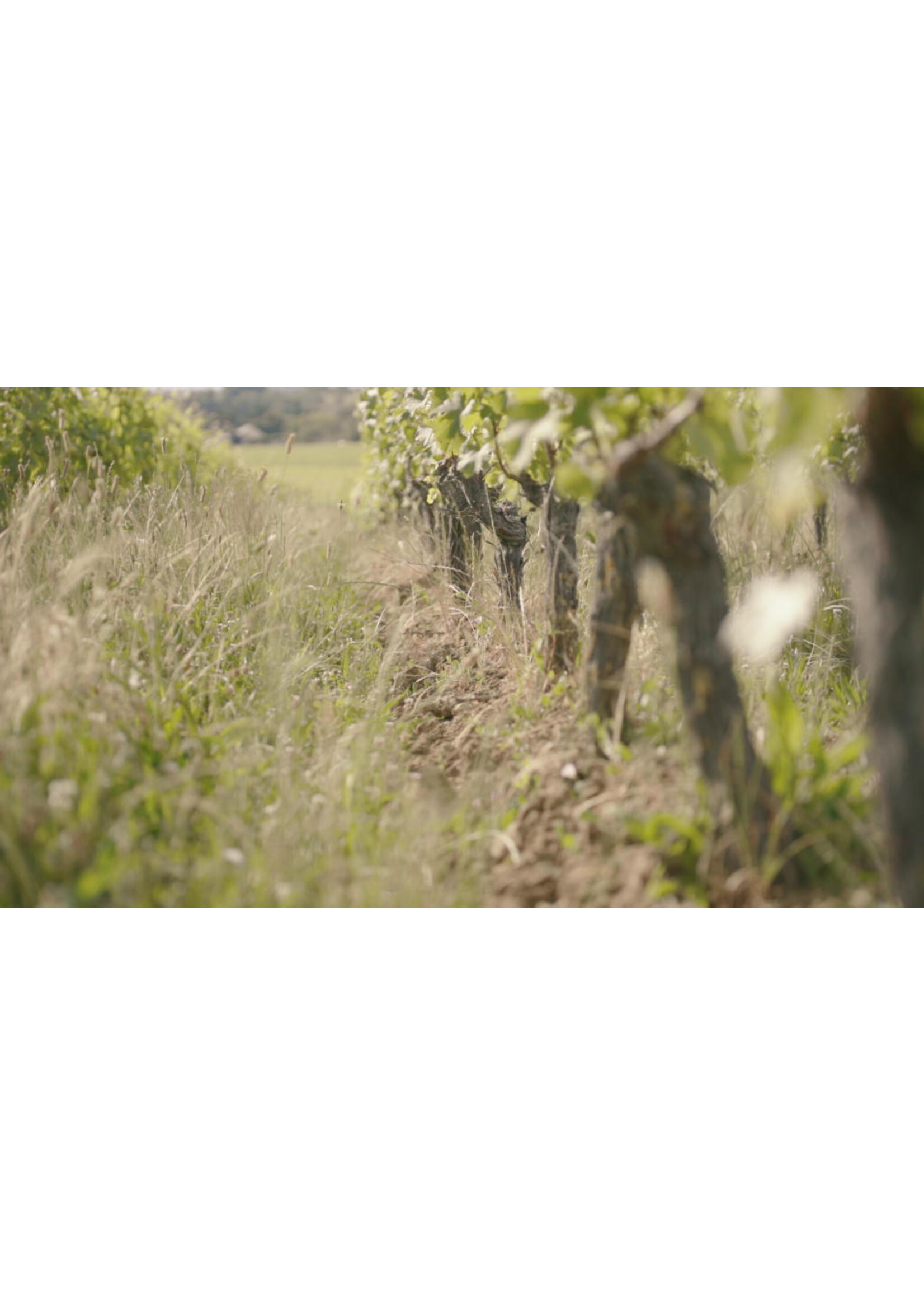 Dom. de la Reniere, Loire, Frankrijk (bio)