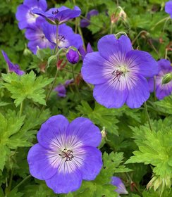 Geranium Rozanne