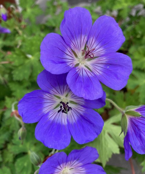 Geranium Rozanne