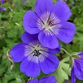 Geranium Rozanne