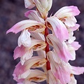 Acanthus Whitewater