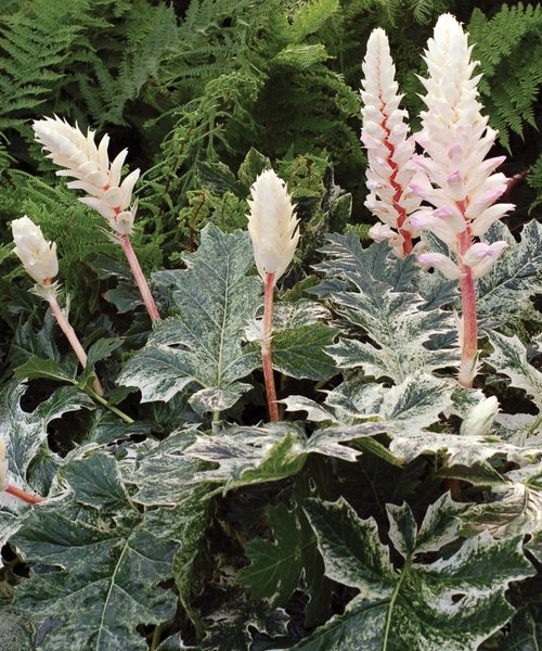 Acanthus Whitewater