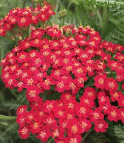 Achillea New Vintage Red