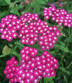 Achillea New Vintage Violet