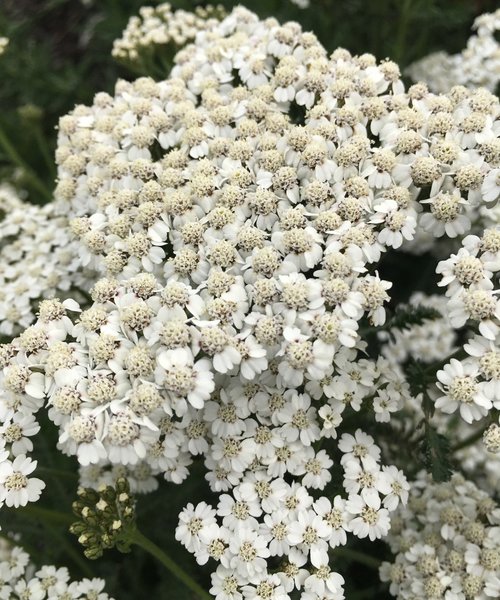 Achillea New Vintage Achillea New Vintage White