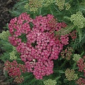 Achillea Saucy Seduction