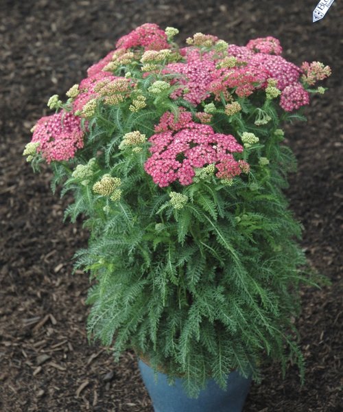 Achillea Saucy Seduction