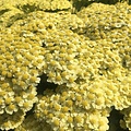 Achillea Sunny Seduction