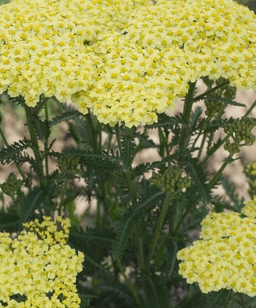 Achillea Sunny Seduction