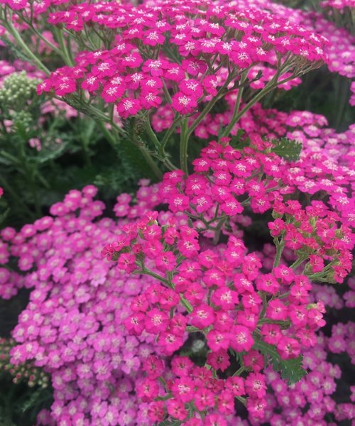 Achillea Tutti Frutti Achillea Tutti Frutti Pink Grapefruit