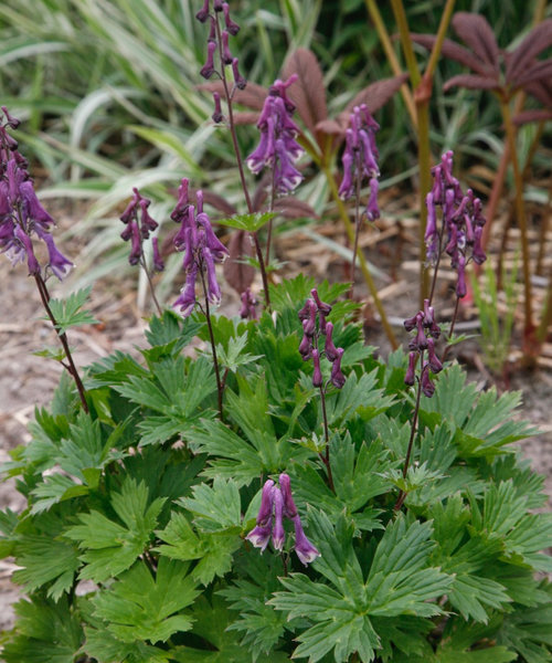 Aconitum Purple Sparrow