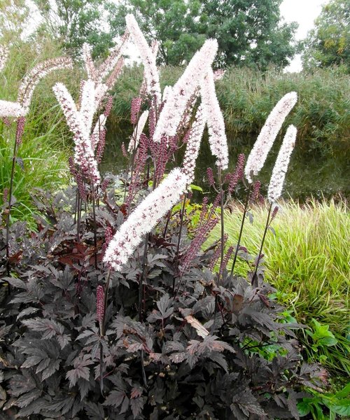 Actaea Chocoholic