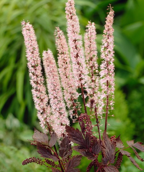 Actaea Pink Spike