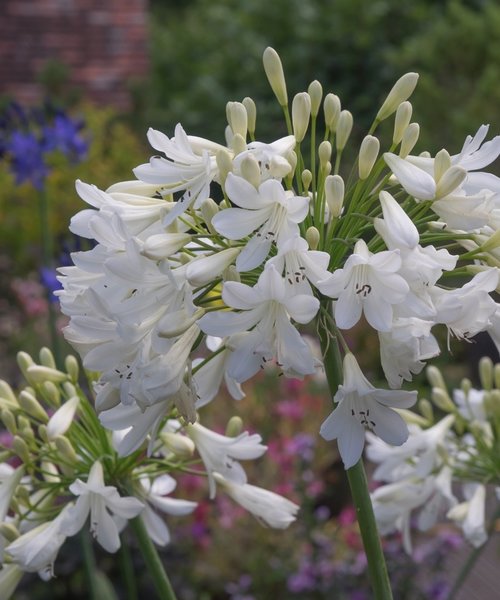 Agapanthus Arctic Star