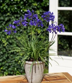 Agapanthus Brilliant Blue