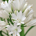 Agapanthus Double Diamond