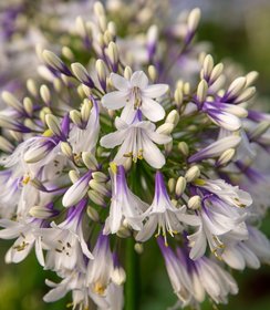 Agapanthus Fireworks