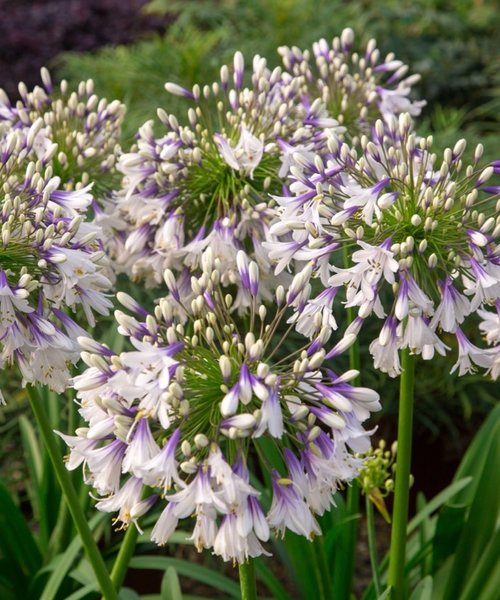 Agapanthus Fireworks