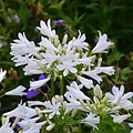 Agapanthus Pitchoune White