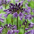 Agapanthus Poppin Purple