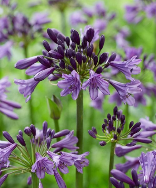 Agapanthus Poppin Purple