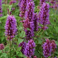 Agastache Blue Boa