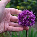 Allium Lavender Bubbles