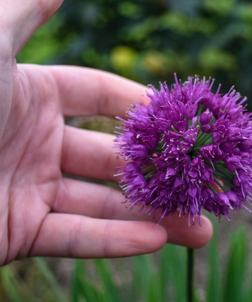 Allium Lavender Bubbles