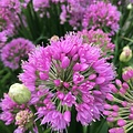 Allium Millenium