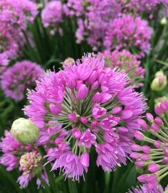 Allium Millenium