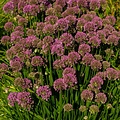 Allium Millenium