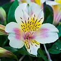 Alstroemeria Little Miss Alstroemeria Little Miss Christina