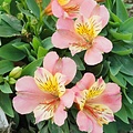 Alstroemeria Little Miss Alstroemeria Little Miss Davina