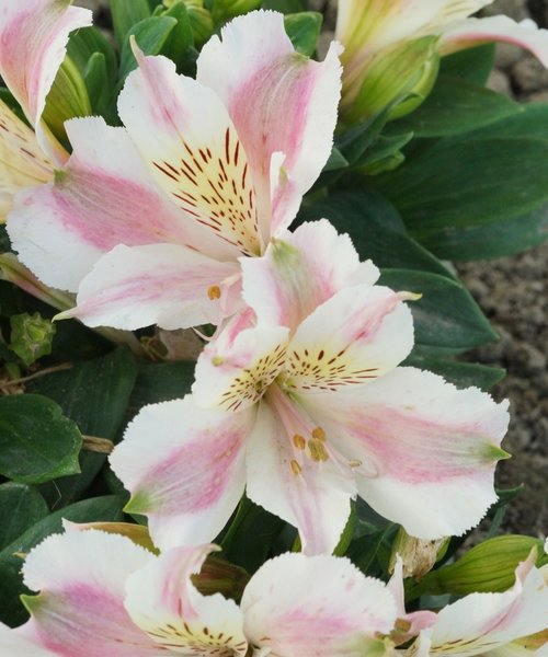 Alstroemeria Little Miss Alstroemeria Little Miss Sophie