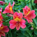 Alstroemeria Little Miss Alstroemeria Little Miss Tara