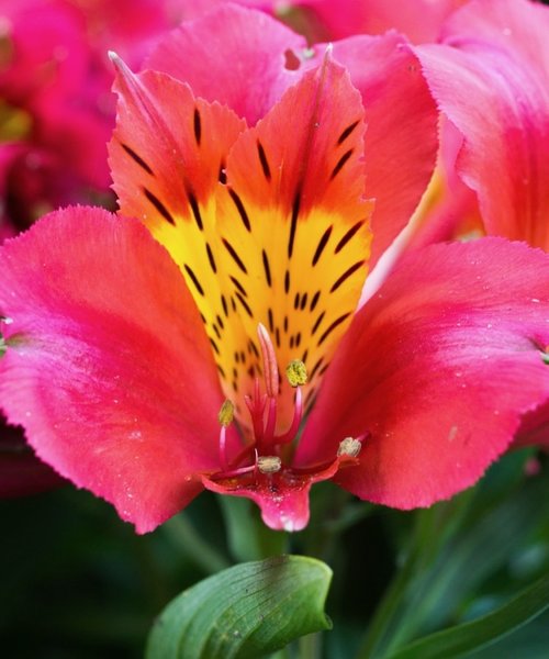 Alstroemeria Little Miss Alstroemeria Little Miss Tara