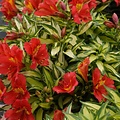 Alstroemeria Little Miss Alstroemeria Little Miss Zoë